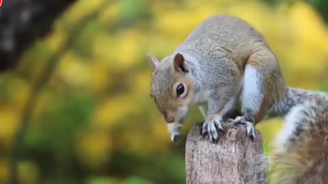 Squirrel funny videos #squirrel #lionfight #treanding