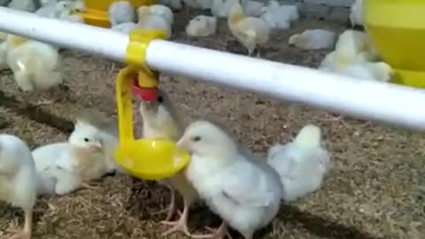 Chicken Farm Part II