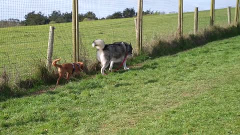 Huge Husky Calls Tiny Puppy in to Play!