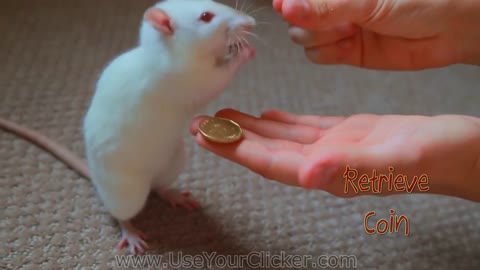 Awesome, Amazing Rat Tricks