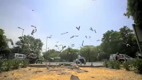 Flock of Pigeons Startled by Indian Intersection