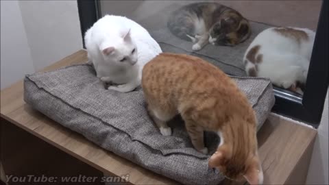 Cat Tries To Get On The Bed Without Waking Other Cat Up