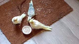 Cockatiels at 5 weeks