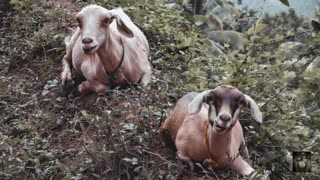 Goats. Relaxing sounds. Drift into your own happiness.
