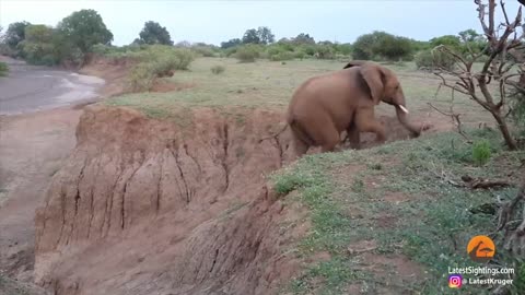 Baby Elephant Stuck on Cliff Gets Helping Hand