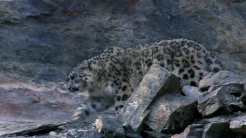 Snow Leopard Hunting - Planet Earth- Predator.