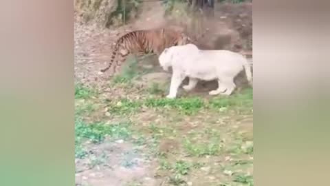 Two Dangerous Wild Animals Fight