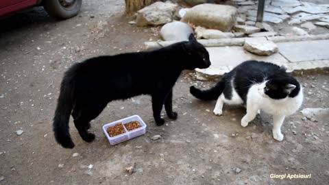 angry cats fighting for food