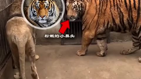 Tiger X Lion (`The Encounter)