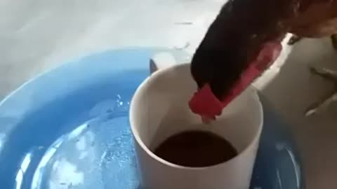 Minha Galinha toma cafezinho 🤣