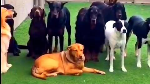 Funy Dog Video