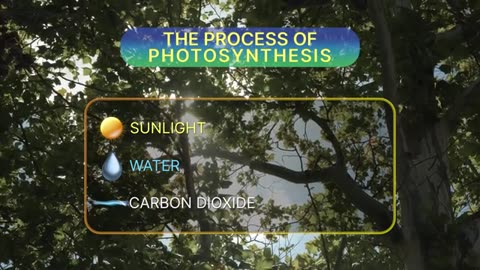 STEMonstrations: Photosynthesis