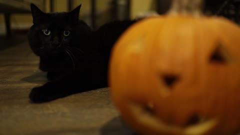 cats in halloween