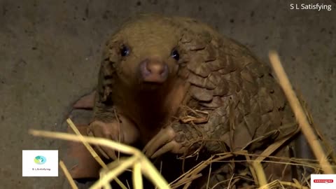 Dogs Will Fight the Smuggling of Critically Endangered Pangolins/S L Satisfying