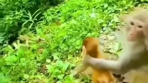 Funny Monkey with monkey child video