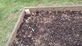 Raised Bed Plants and Tour