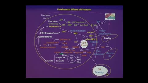 Fat Chance Frutose