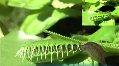 Dangerous plant have large venus flytrap
