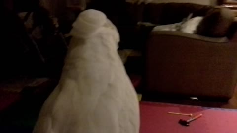 Umbrella Cockatoo barking like a dog