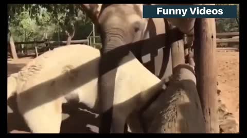 Funny Animal Fails