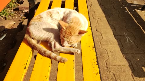 cat sleeping in a park