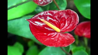 Top 10 Hawaiian Tropical Flowers