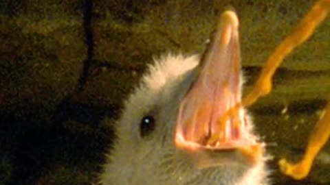 The Unique Survival ability of Vomiting Northern Fulmar Bird