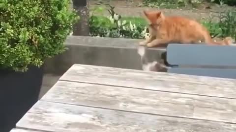 A fighting cat