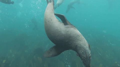 Seals. Funny Smart Cute Sea Lion