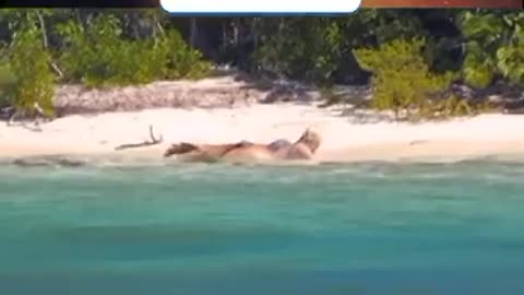 BOATMEN FILM MERMAID TAKING THE SUNBATH IN THE USA SEE THE VIDEO AND SHARE