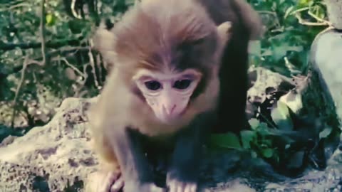 ,,,Must See""।। cute baby animals 🤩 papy animal