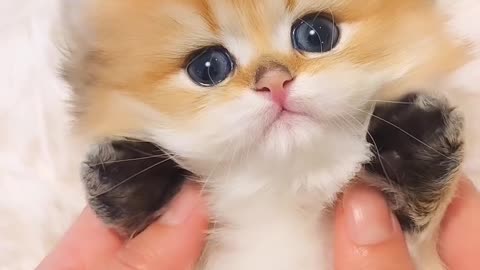 Cat video | CUTE Cat | Funny Cat