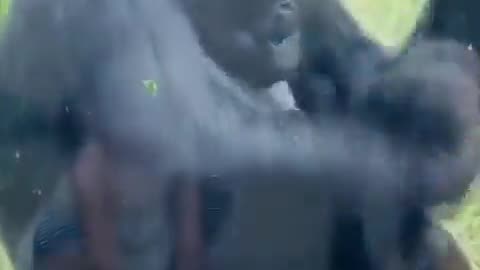 Gorilla Mom Shows Off Her Baby Too