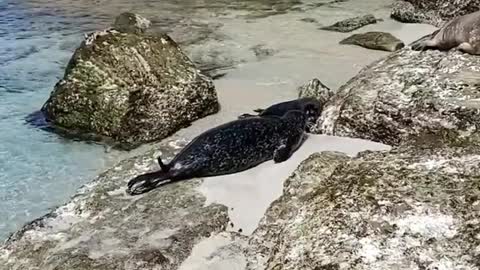 Cute Harbor Seal Pup with its Mama