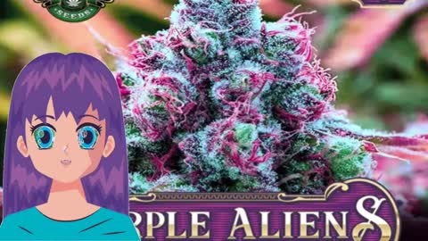 Purple Aliens – Greenpoint Seeds