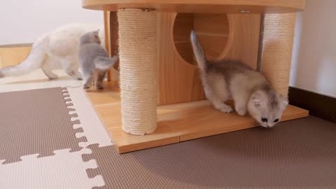 A cute kitten excited about her first cat tower