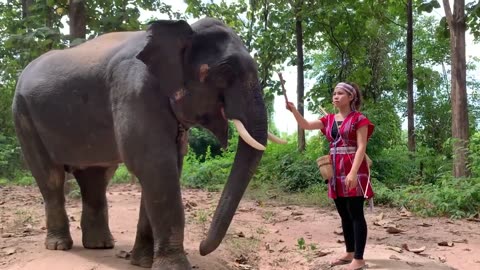 How this girl asking elephant to lay down - Elephant Video