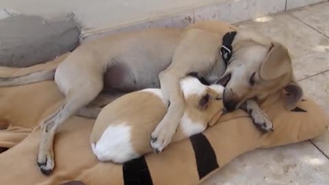 Рuge guinea pig and dog in love and hugging each other