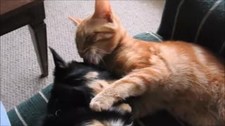 Cat loves his Puppy brother.