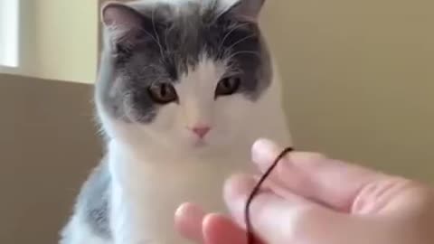 magic for the cat lol