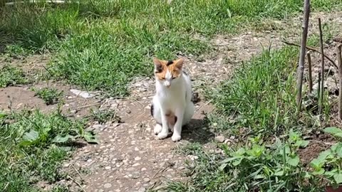 Mother Cat fights dog. The baby kittens were excited