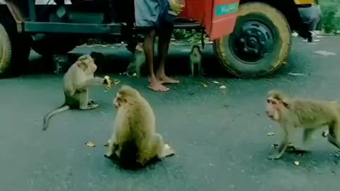 Monkeys also have drivers