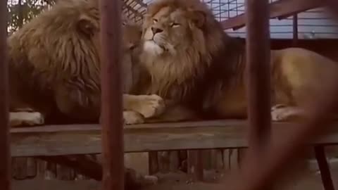 львы в Русском зоопарке