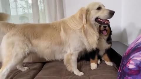 What a Golden Retriever does when ignored by a Bernese Mountain Dog Puppy