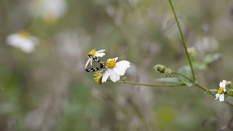 Bee flower