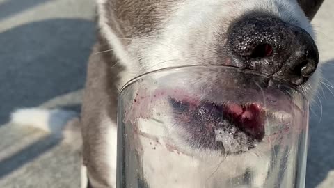 Dog loves to clean out smoothie glass