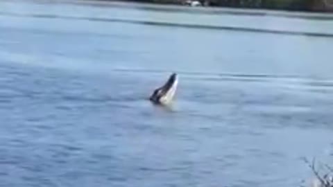 Huge alligator 🐊 tries to catch a drone in the Amazon river!