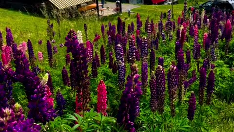 Field of beautiful flowers 🌺🌹