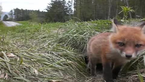 Baby Fox Waking Up