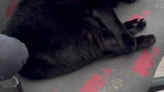 Adopting a Cat from a Shelter Vlog - Cute Precious Piper Holds Her Legs When She Sleeps #shorts